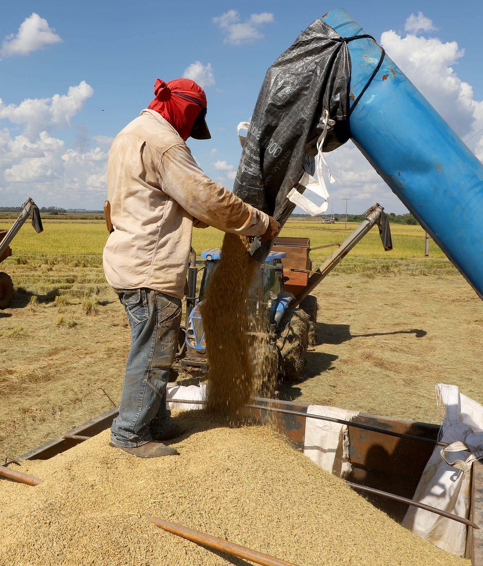 economia arroz