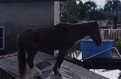 Cavalo apelidado de Caramelo foi encontrado em cima de telhado. Foto Reprodução Cavalo apelidado de Caramelo foi encontrado em cima de telhado. Foto Reprodução