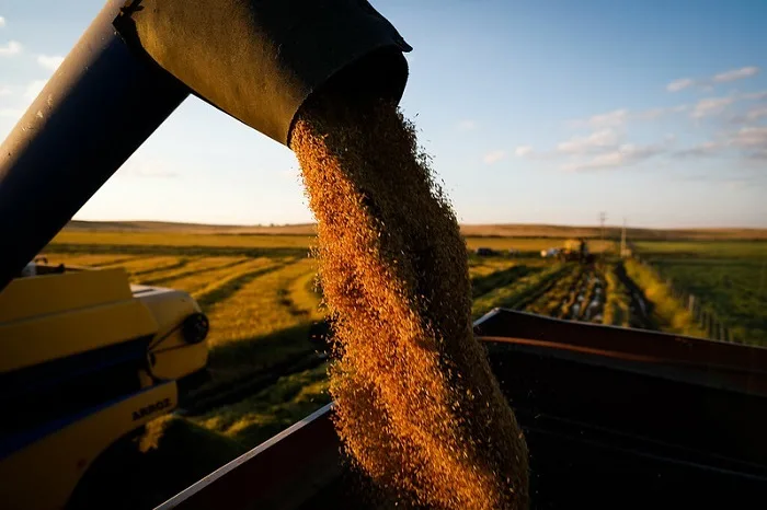 A autarquia divulgou números da safra de arroz já finalizada em todo o Brasil, totalizando 10,4 milhões de toneladas