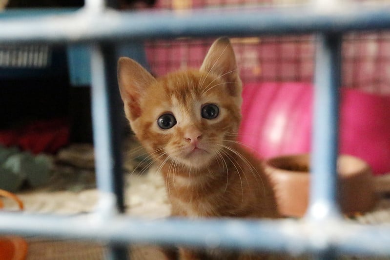 gato