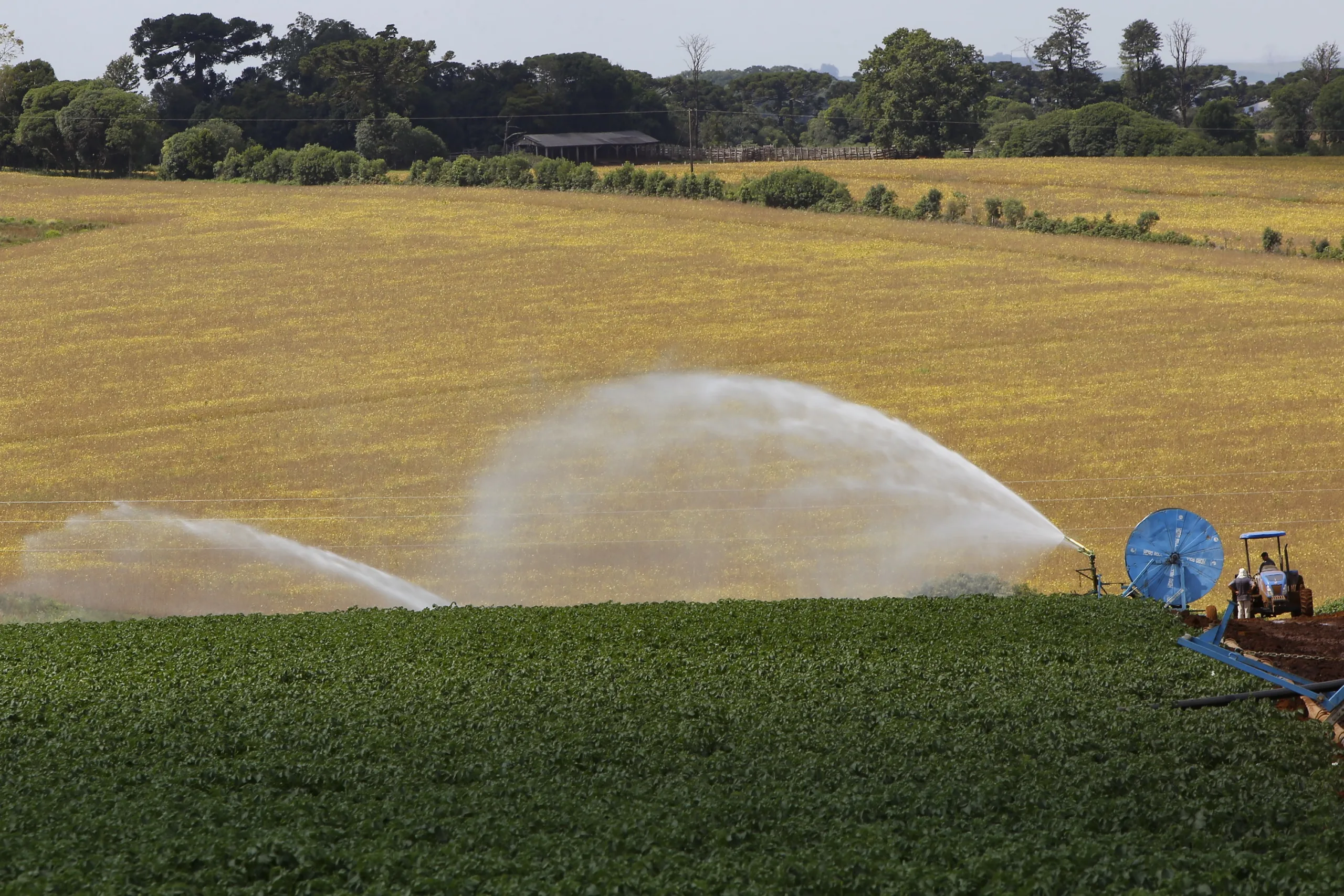 produção e processo da batata.Foto: Gilson Abreu/AEN