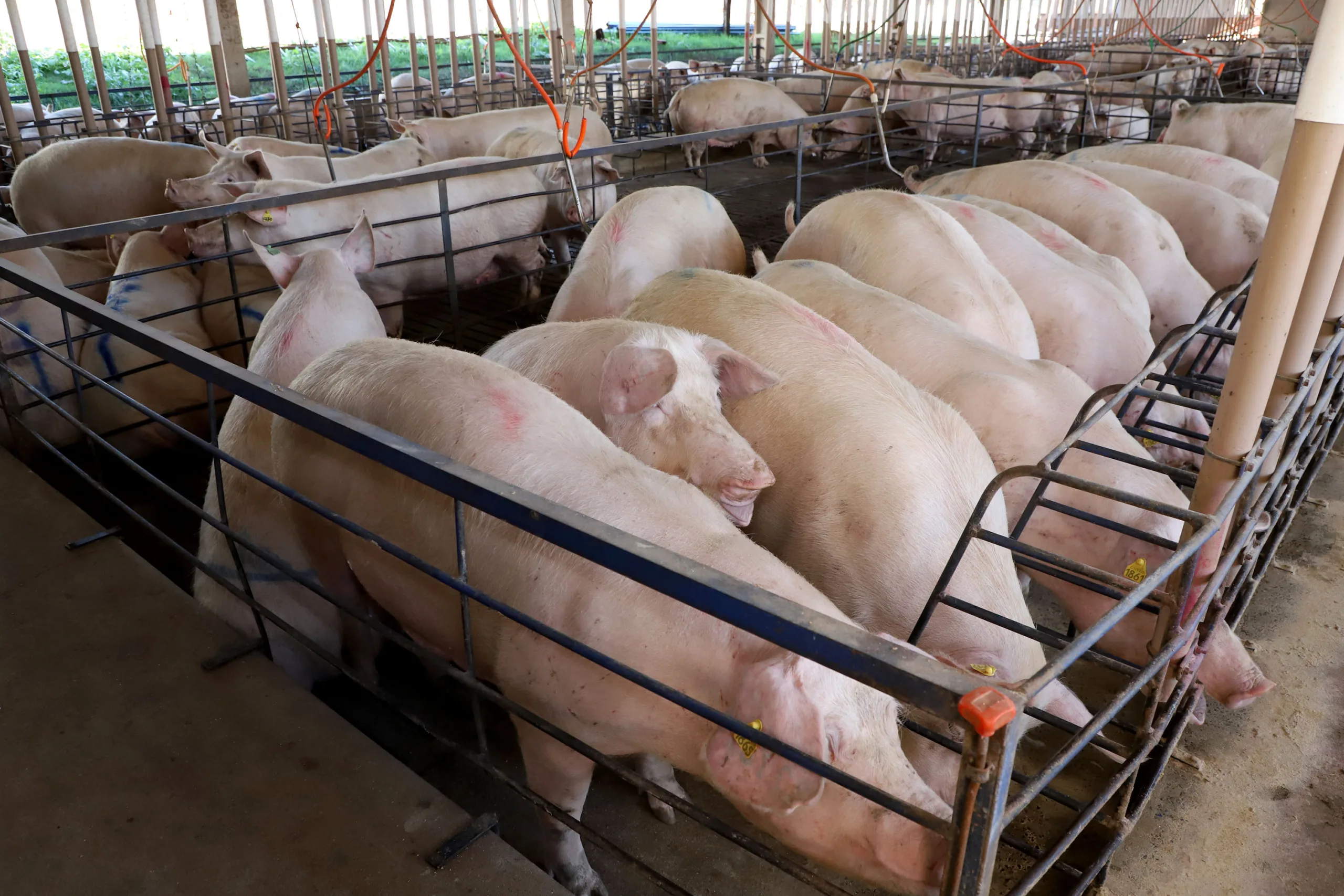 Com essa valorização acentuada, o setor produtivo da suinocultura independente enfrenta um momento singular. Foto: Arquivo/CNA