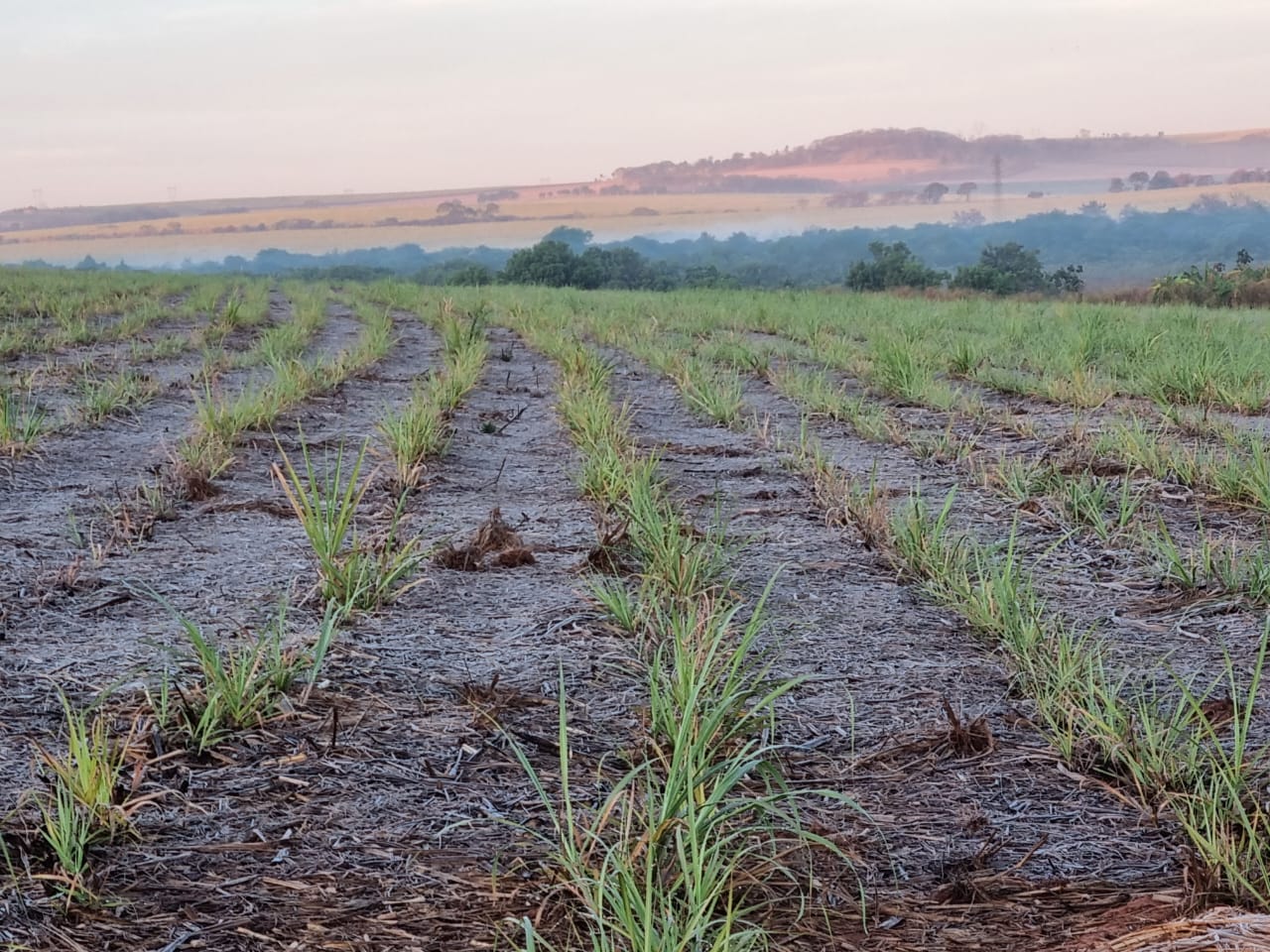 As geadas comprometeram o trigo no Oeste, mais especificamente na região de Guaraniaçu e municípios circunvizinhos. Foto: Divulgação