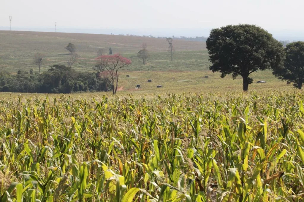 Enquanto isso, nas cinco invasões registradas desde o começo do mês passado, nas cidades de Guaíra e Terra Roxa, nada mudou. Foto: FAEP