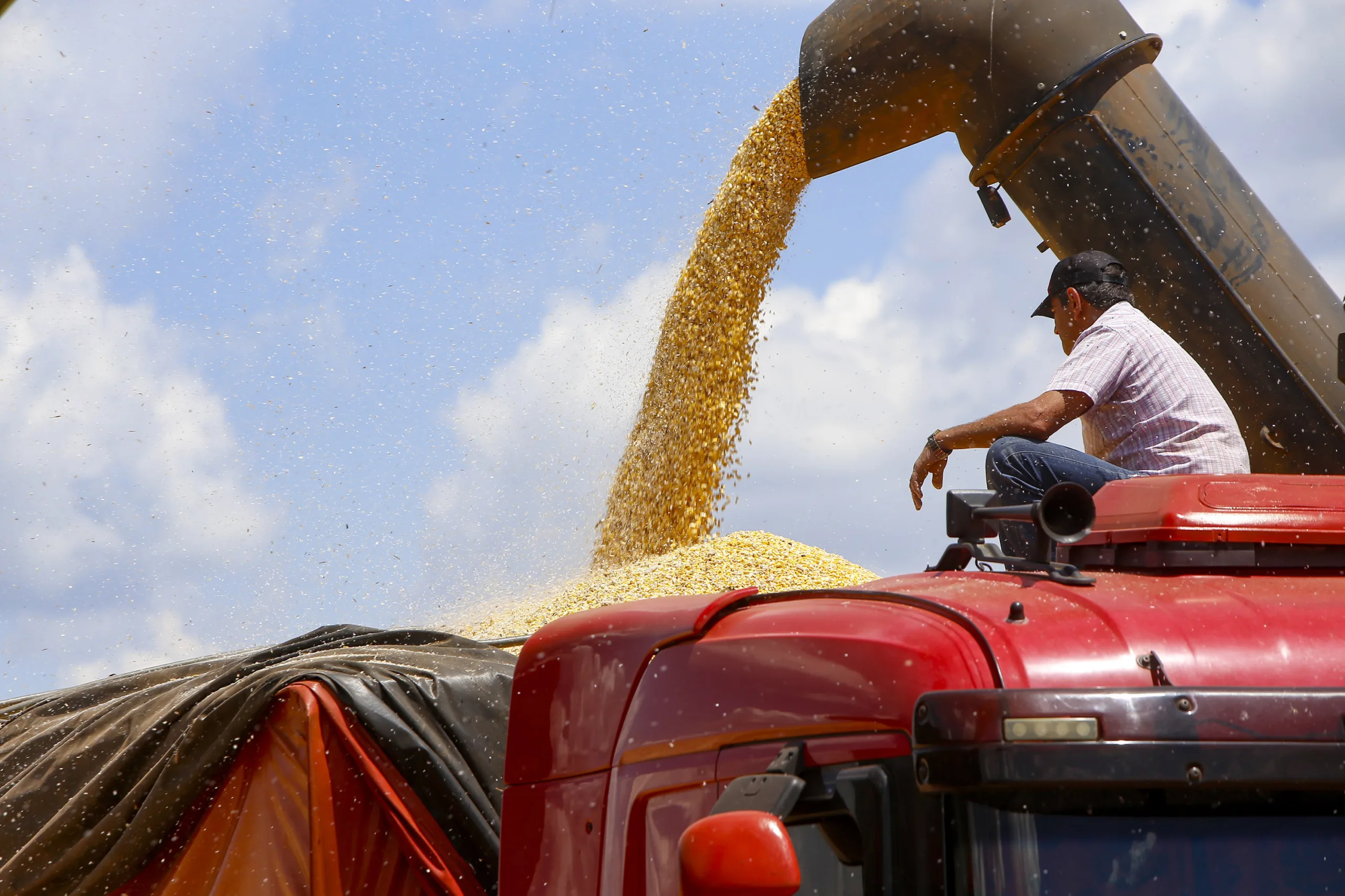 No Paraná a colheita avançou e atingiu 92% da área de 2,5 milhões de hectares de milho da segunda safra 23/24. Foto: Gilson Abreu/AEN