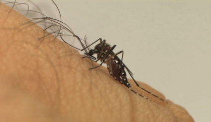 Dia nacional: mosquito é o animal que mais mata em todo o mundo