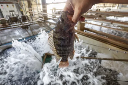 O peixe mais produzido no Brasil, desde o início do levantamento da piscicultura do IBGE, é a tilápia