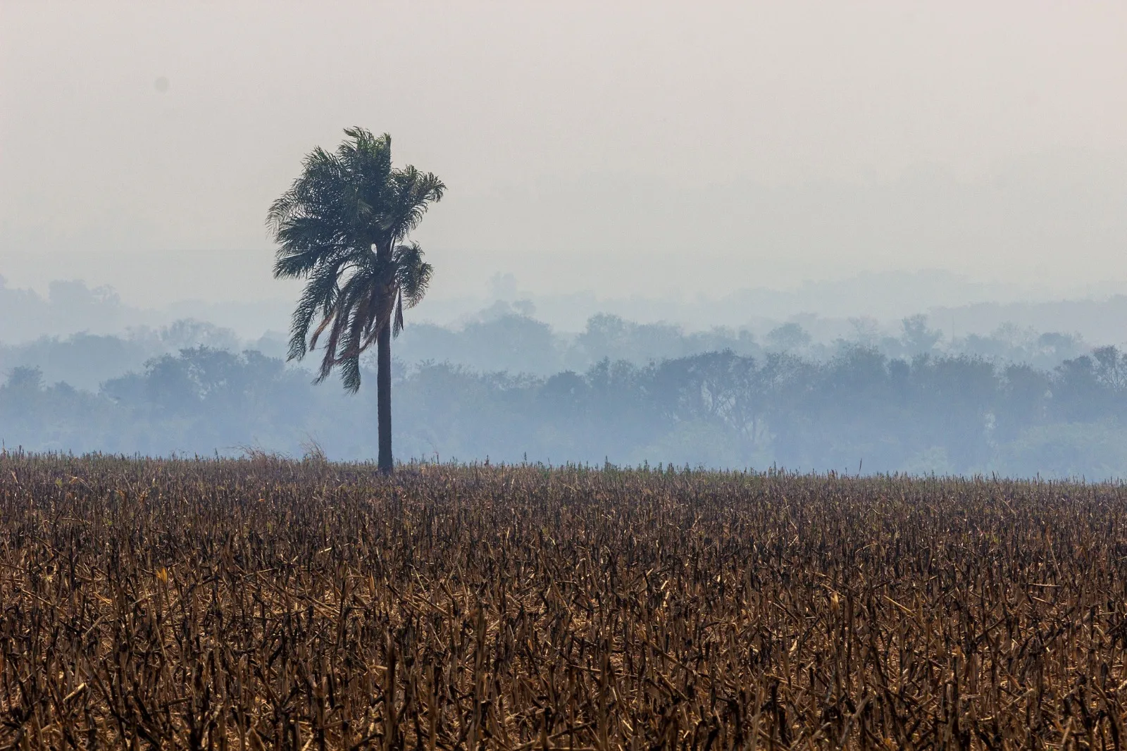 Descubra como a usina de Itaipu contribui para evitar e mitigar os danos causados ​​pelos incêndios florestais na região - Fonte: Assessoria Itaipu 