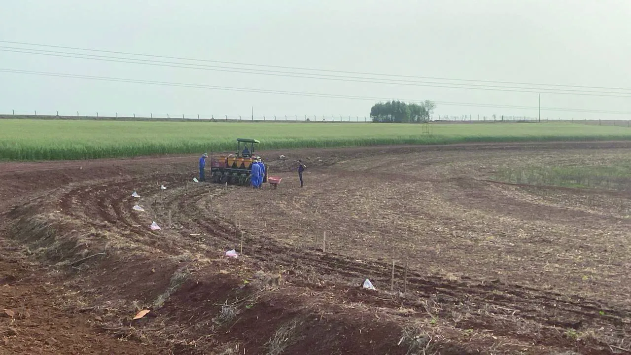 Descubra as cultivares de soja apresentadas no Show Rural Coopavel, um evento que destaca as inovações e resultados no campo - Foto: Assessoria