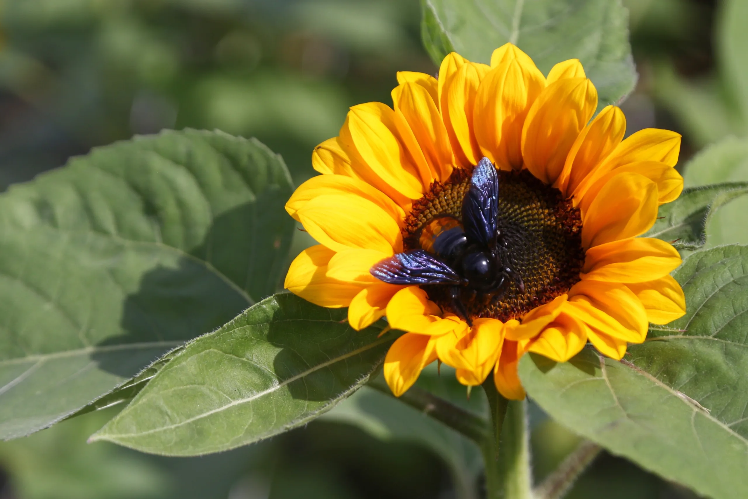 Descubra as previsões para a primavera no Paraná: temperaturas acima da média e chuvas abaixo da média histórica - AEN