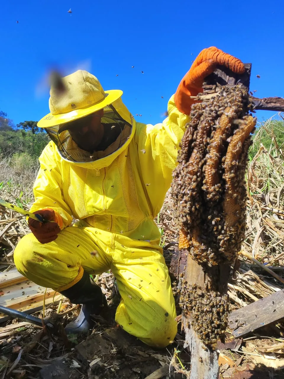 Entenda como a Defesa Civil agiu para remover com segurança uma colmeia de abelhas no Jardim Veneza, em Cascavel - Foto: Secom