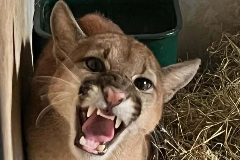 Técnicos do IAT devolvem onça-parda à natureza após resgate em Cafelândia. Entenda o emocionante resgate do felino - Foto: AEN