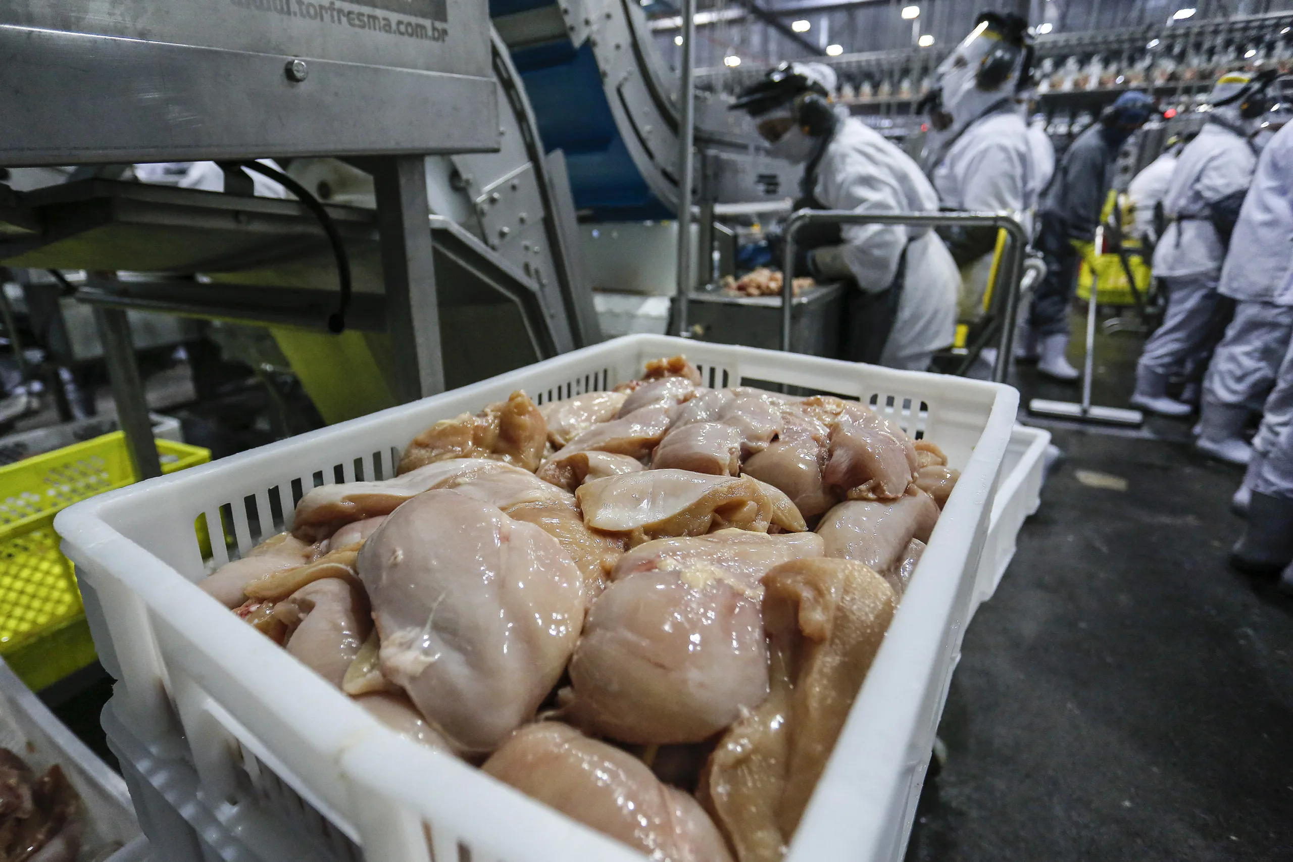 Paraná bate recordes na produção de carne suína e de frango. Saiba mais sobre o bom momento da agropecuária paranaense - Foto: AEN