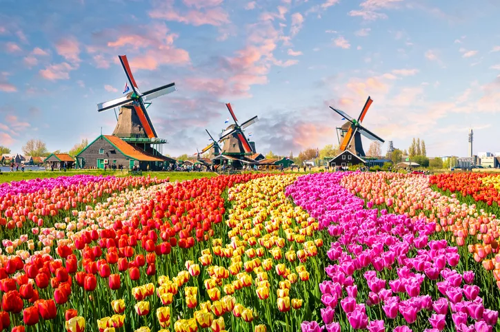 Keukenhof é um dos maiores e mais famosos parques de flores do mundo, ideal para os admiradores de tulipas e de outras diversas variedades  - Foto: iStock/ Olena_Z