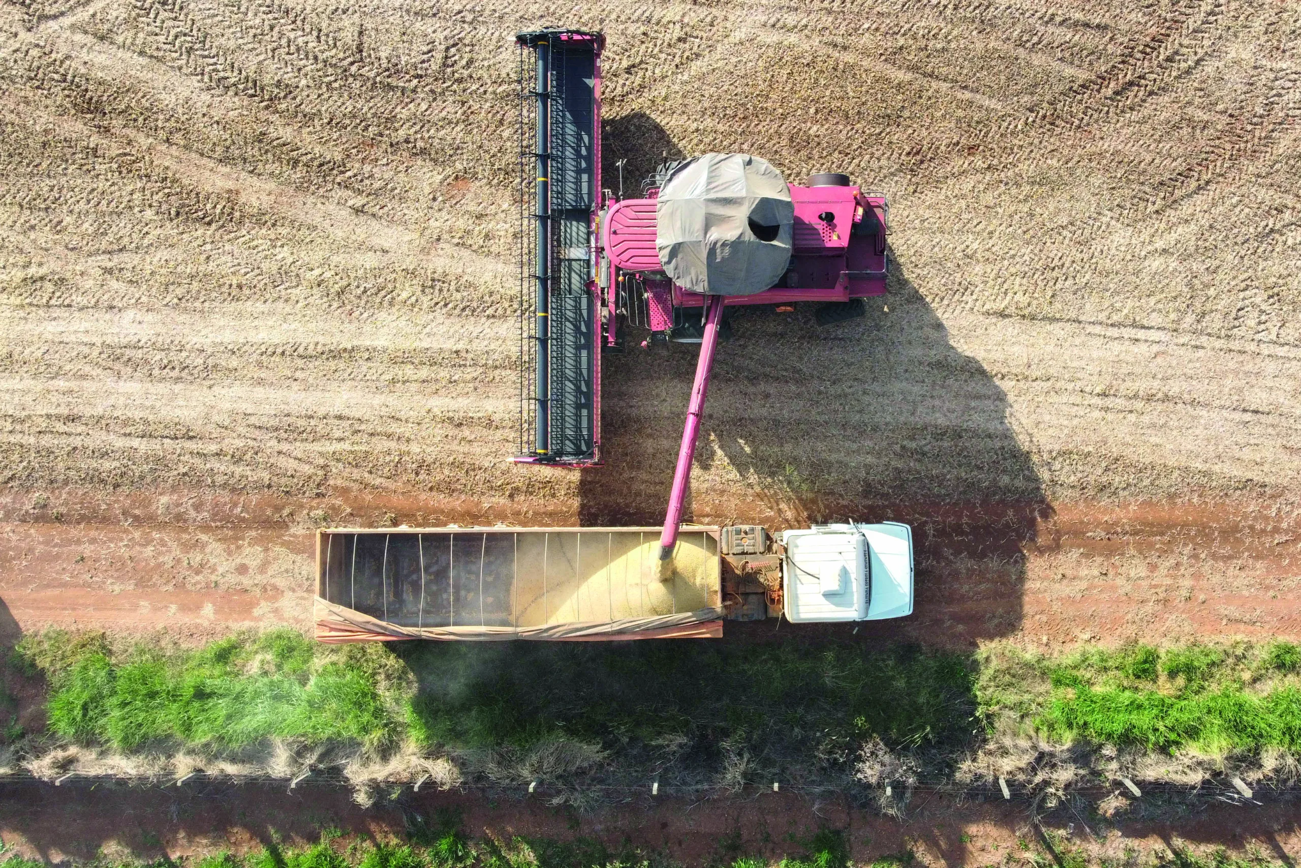 No Brasil, o USDA projetou uma colheita de 169 milhões de toneladas de soja - Foto: AEN