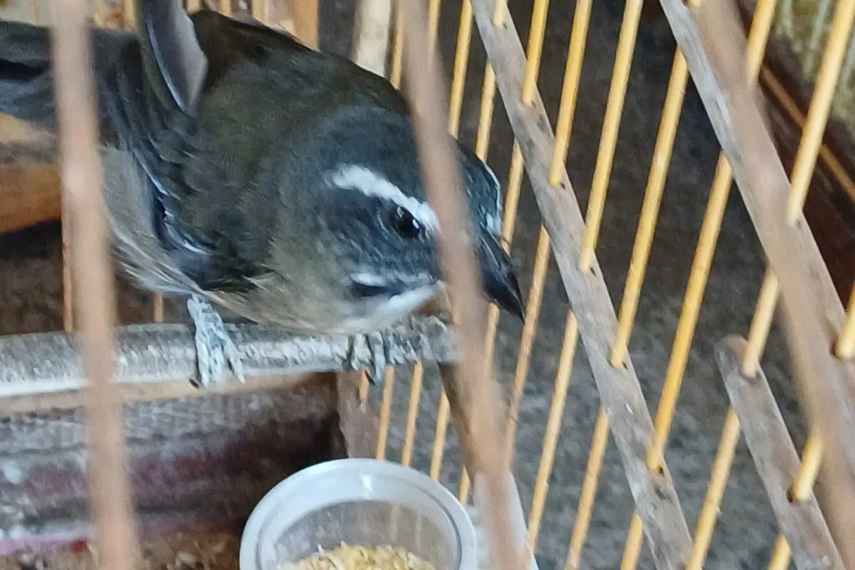 Homem é autuado por posse clandestina de oito pássaros em cativeiro em Umuarama, no Paraná - Foto: IAT Umuarama