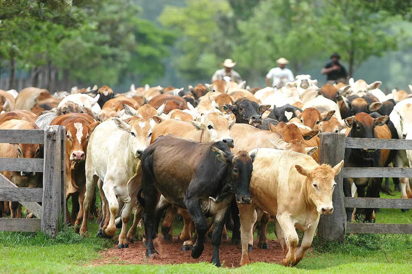 Saiba como a cotação da arroba do boi está influenciando o mercado. Preços chegam a R$ 307 na região Oeste do Paraná - Foto: Arquivo/AEN Saiba como a cotação da arroba do boi está influenciando o mercado. Preços chegam a R$ 307 na região Oeste do Paraná - Foto: Arquivo/AEN