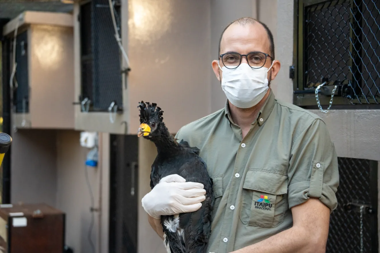Descubra como a Itaipu promove a reintrodução de espécies ameaçadas. Conheça os esforços para preservar a diversidade biológica - Tomás Navajas/Rewilding Argentina Descubra como a Itaipu promove a reintrodução de espécies ameaçadas. Conheça os esforços para preservar a diversidade biológica - Tomás Navajas/Rewilding Argentina