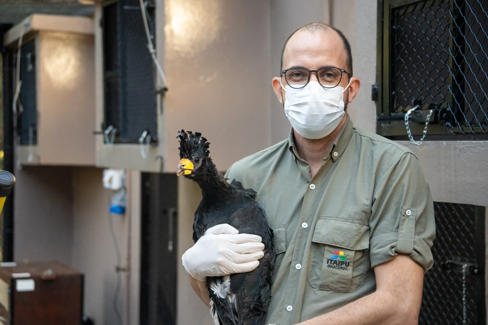 Descubra como a Itaipu promove a reintrodução de espécies ameaçadas. Conheça os esforços para preservar a diversidade biológica - Tomás Navajas/Rewilding Argentina