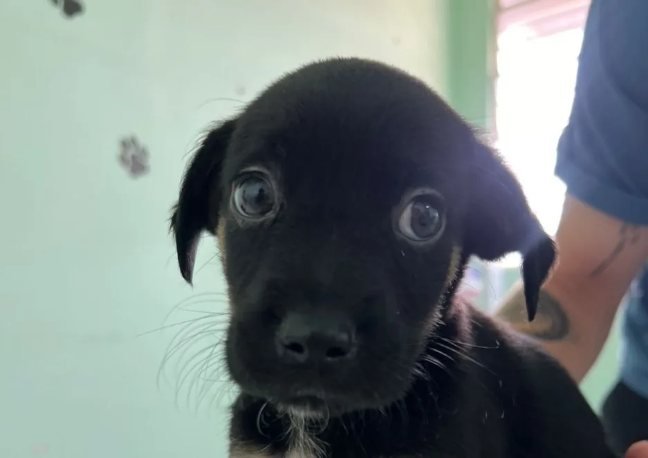 Bem-Estar Animal leva cães para Feira de Adoção neste domingo (13) em Cascavel