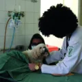 Hospital Veterinário Público