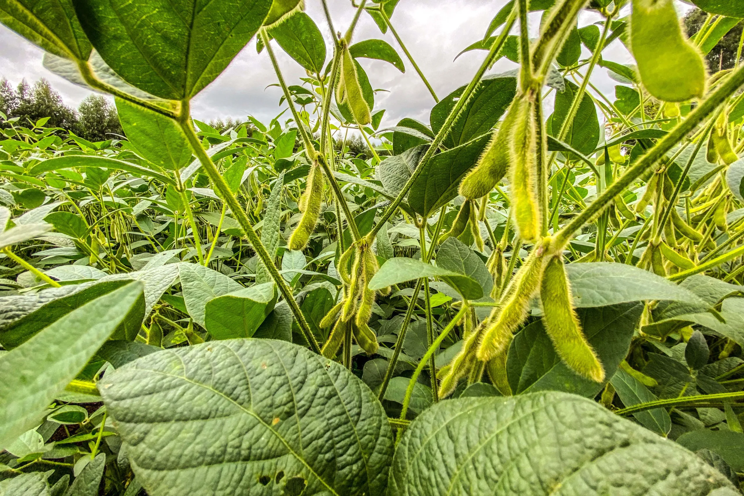 Saiba como o Alerta Ferrugem pode ajudar os produtores de soja a reduzir o número de aplicações de fungicidas e os custos de produção - Foto: AEN