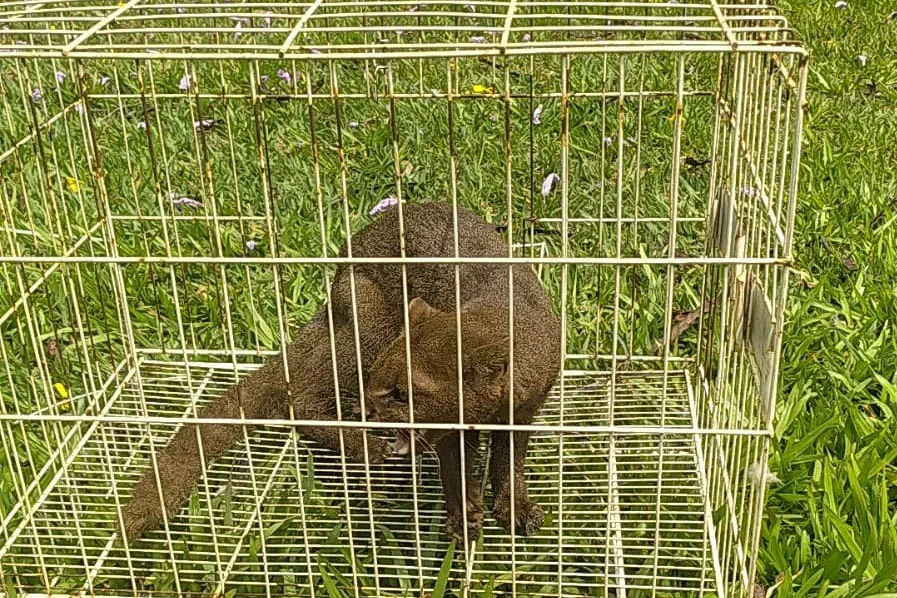 Técnicos do IAT de Campo Mourão devolvem gato-mourisco encontrado na área urbana à natureza. Saiba mais sobre essa espécie ameaçada - Foto: IAT