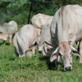 Saiba mais sobre o aumento dos casos de raiva no rebanho bovino no Paraná. Cascavel lidera com 105 ocorrências - Foto: CNA