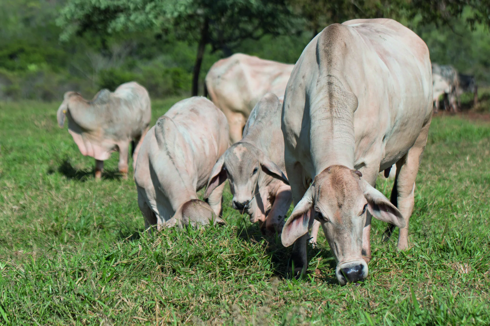 Saiba mais sobre o aumento dos casos de raiva no rebanho bovino no Paraná. Cascavel lidera com 105 ocorrências - Foto: CNA