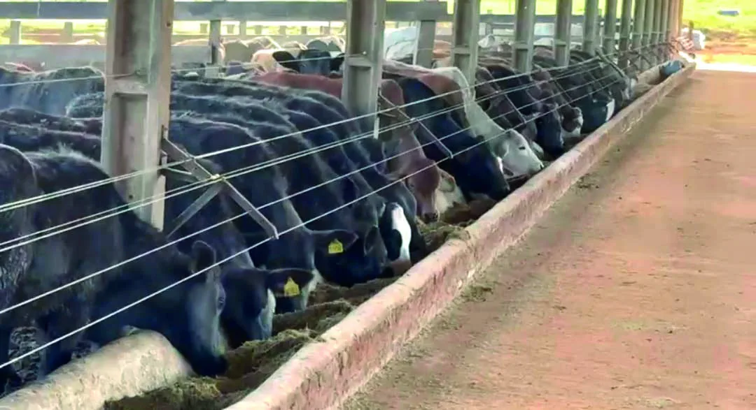 Confinamento reage com alta da arroba do boi na Região Oeste