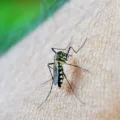 Cascavel lidera os casos de dengue em 2024, com 58 mortes e 32.326 casos confirmados. Saiba mais sobre a preocupação com o mosquito Aedes aegypti - Foto: Secom