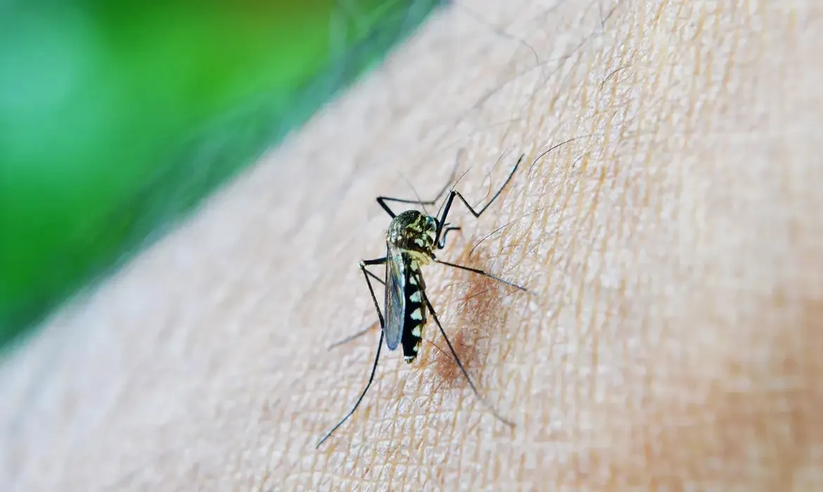 Cascavel lidera os casos de dengue em 2024, com 58 mortes e 32.326 casos confirmados. Saiba mais sobre a preocupação com o mosquito Aedes aegypti - Foto: Secom