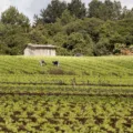 Agora na agricultura familiar será possível renegociar dívidas