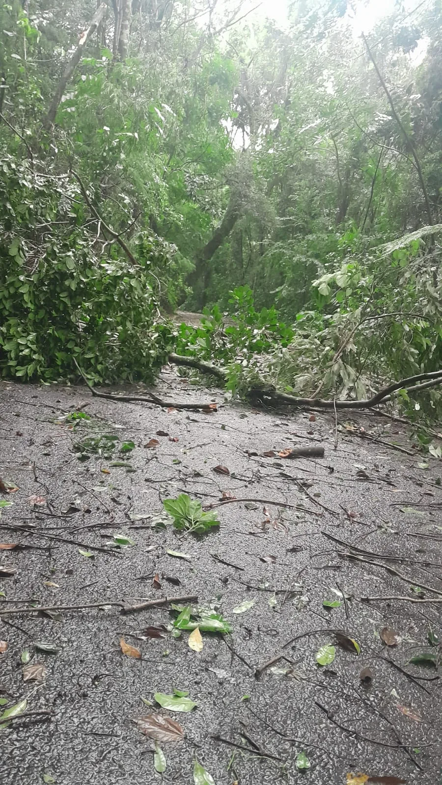 Várias árvores caíram no Zoológico de Cascavel