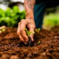 preservação da natureza e plantio de árvores