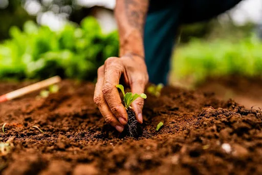 preservação da natureza e plantio de árvores