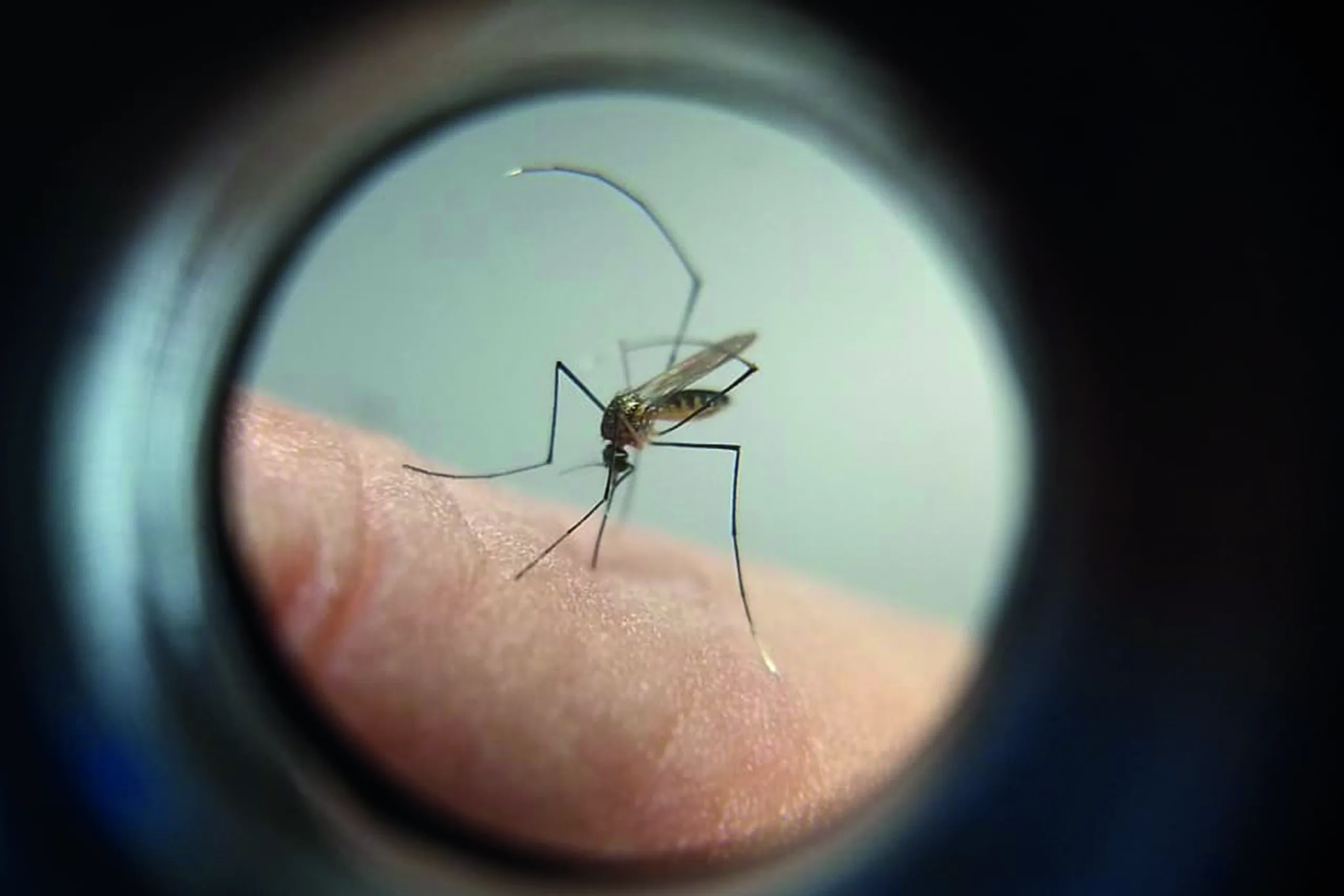 Número de casos de Chikungunya em Cascavel aumenta significativamente. Conheça as medidas adotadas pelas autoridades para controlar o surto - Foto: AEN