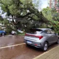 Árvore de grande porte cai sobre veículos estacionados no Centro; veja vídeo e fotos