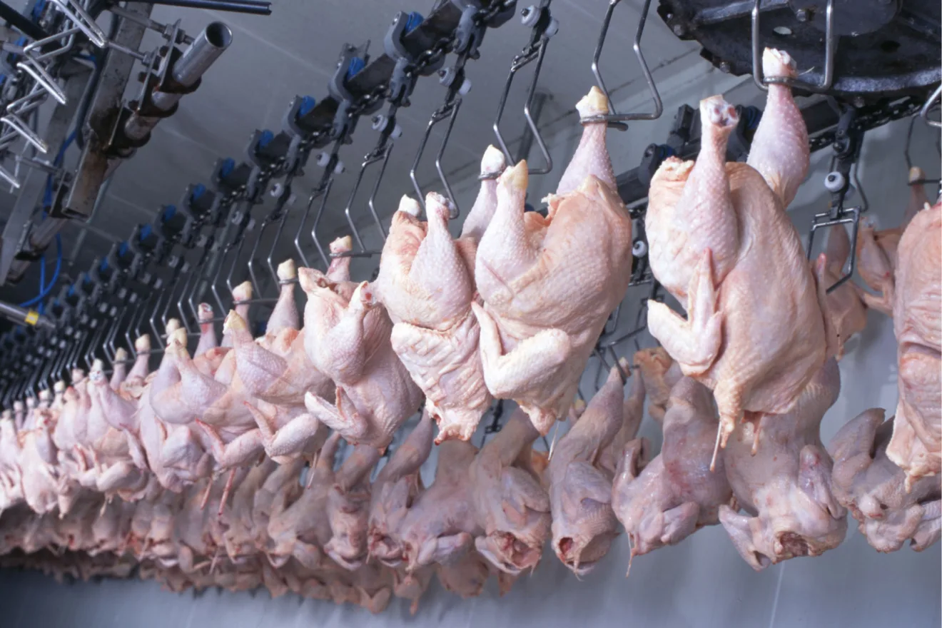 Saiba mais sobre a performance das exportações de carne bovina do Brasil em 2024. A China, EUA, UAE, UE, Chile e Hong Kong se destacaram como principais mercados - Foto: Divulgação/IDR-PARANÁ Saiba mais sobre a performance das exportações de carne bovina do Brasil em 2024. A China, EUA, UAE, UE, Chile e Hong Kong se destacaram como principais mercados - Foto: Divulgação/IDR-PARANÁ