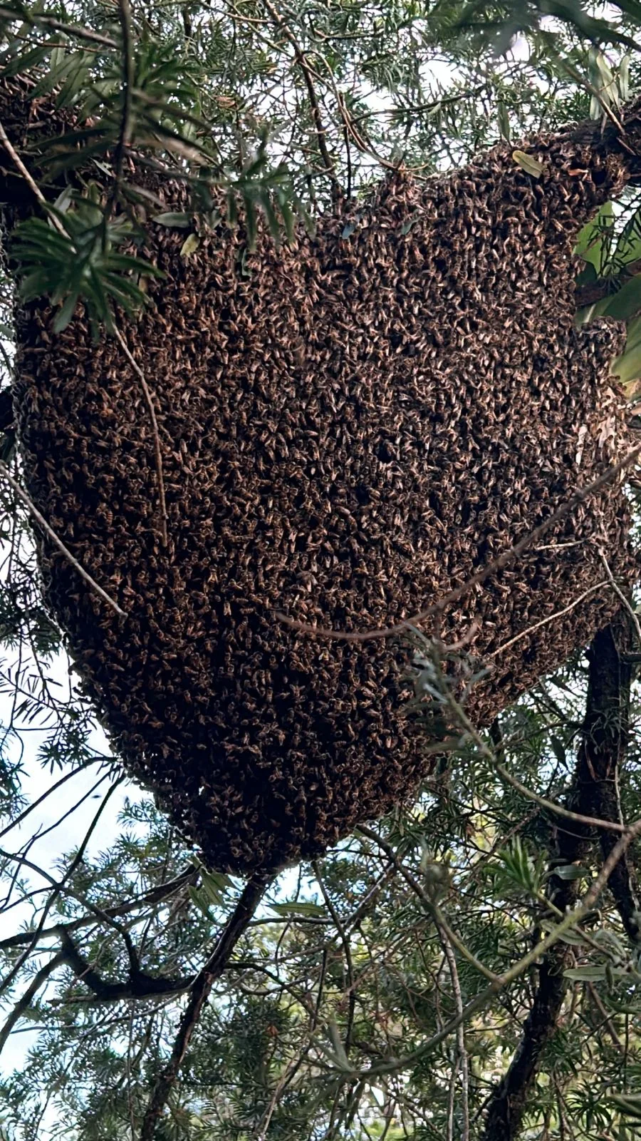 Parque Tarquíneo de Cascavel fechado devido à presença de abelhas. Entradas isoladas e atividades suspensas temporariamente - Foto: Secom