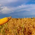 Entenda os desafios do Programa de Seguro Rural no Brasil e como o veto presidencial afeta a proteção ao agronegócio - Foto: AEN