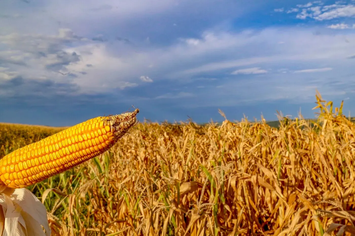 Entenda os desafios do Programa de Seguro Rural no Brasil e como o veto presidencial afeta a proteção ao agronegócio - Foto: AEN