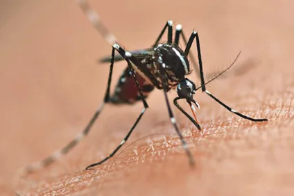 Cascavel registra aumento de casos de Chikungunya. Descubra a situação atual e as regiões mais afetadas na cidade - Foto: SESA-PR