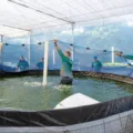 Conheça a pesquisa da Itaipu Binacional para a produção de dourado em tanques-rede, gerando novas fontes de renda e preservando o estoque natural - Foto: Assessoria 