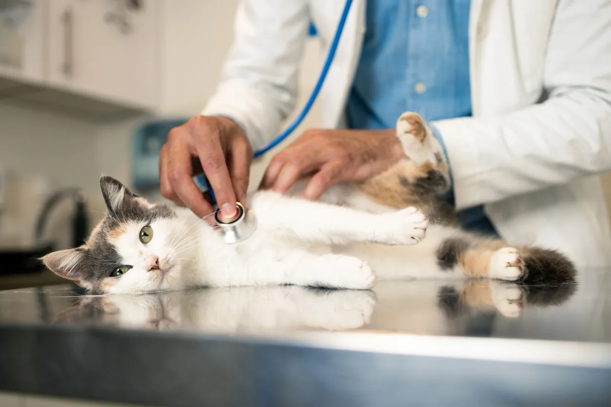 Saiba identificar os sintomas de alerta em seus pets. Mudanças comportamentais e falta de apetite podem ser indícios de problemas de saúde - Foto: iStock/ MixMedia