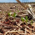 Entenda os impactos da onda de calor no setor agrícola e como o calor pode gerar perdas milonárias nas safras - Foto: Arquivo