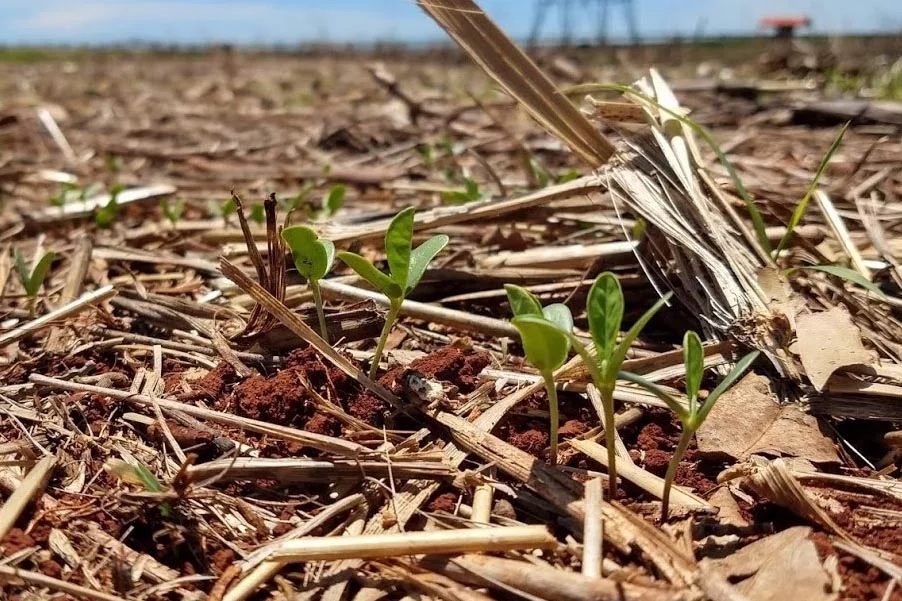 Entenda os impactos da onda de calor no setor agrícola e como o calor pode gerar perdas milonárias nas safras - Foto: Arquivo