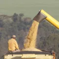 Colheita de milho na região de CAmpo Mourão, norte do Paraná - colheitadeira colhendo milho -