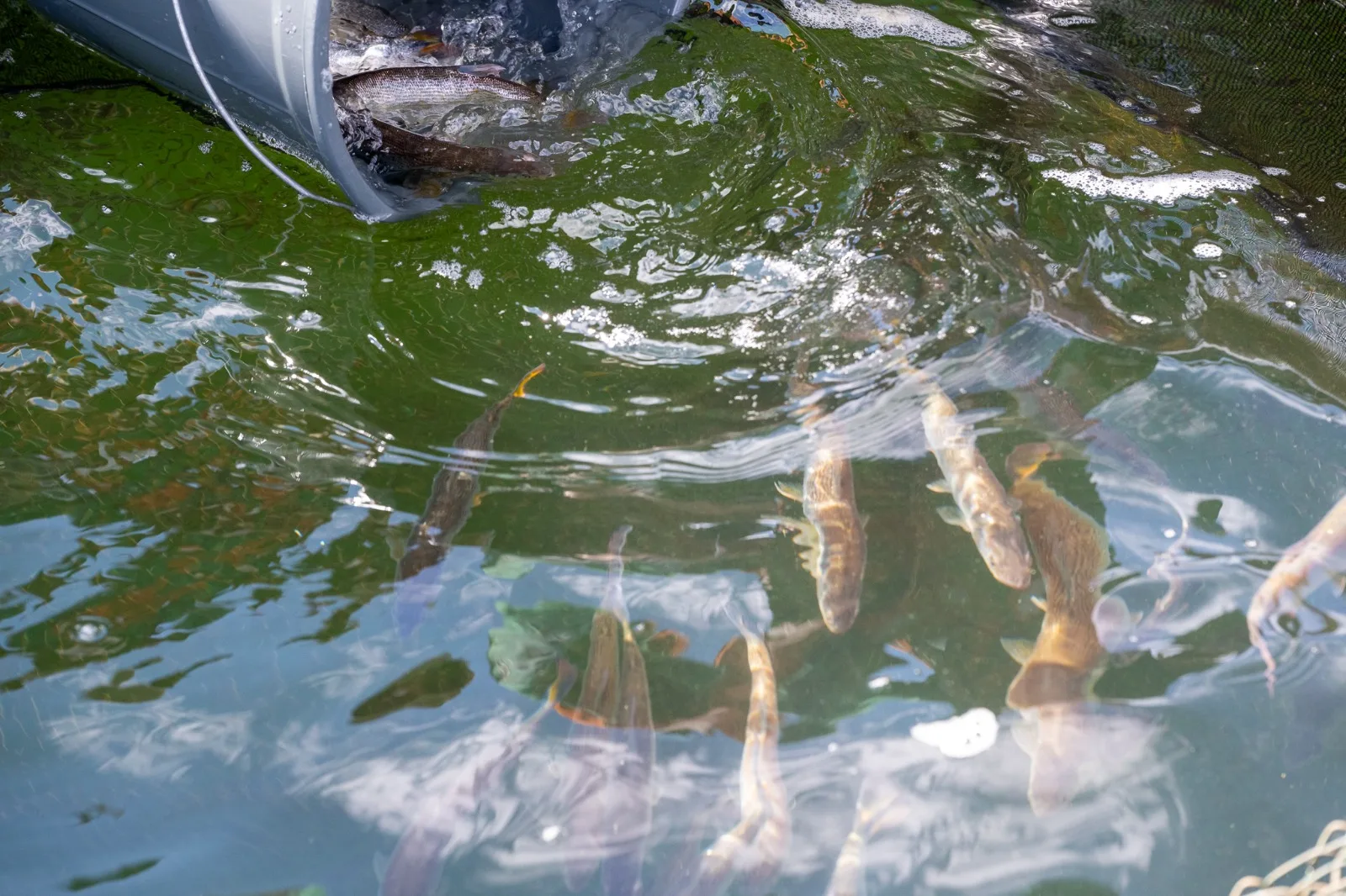 Técnicos da Itaipu realizam transferência de peixes dourados para estudo pioneiro. Conheça os detalhes dessa pesquisa promissora - Foto: William Brisida/Itaipu Binacional