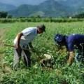 Descubra as novas medidas do governo sobre o Plano Safra e como o Desenrola Rural ajuda os produtores a quitarem dívidas - Foto: Foto: ABr